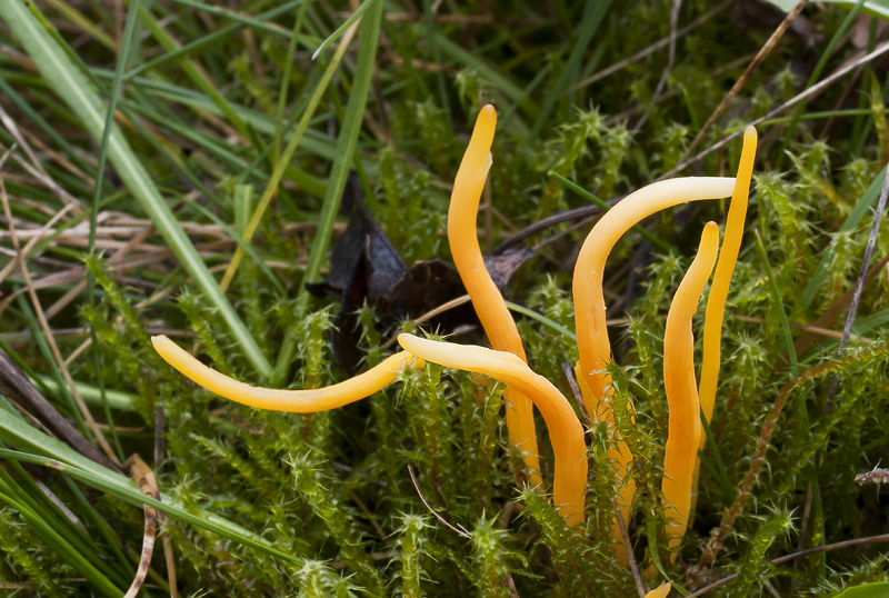 Clavulinopsis helvola